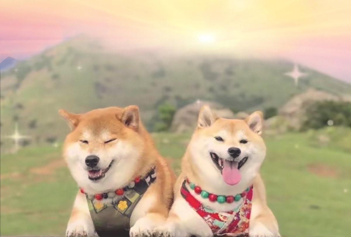 今天又是元气满满的一天鸭