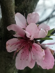 1204037