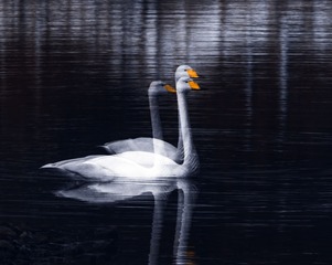 2207407