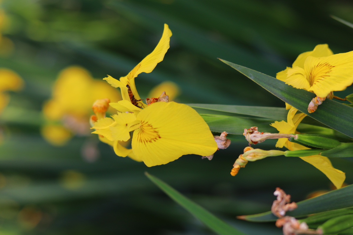 公园里的黄鸢尾花