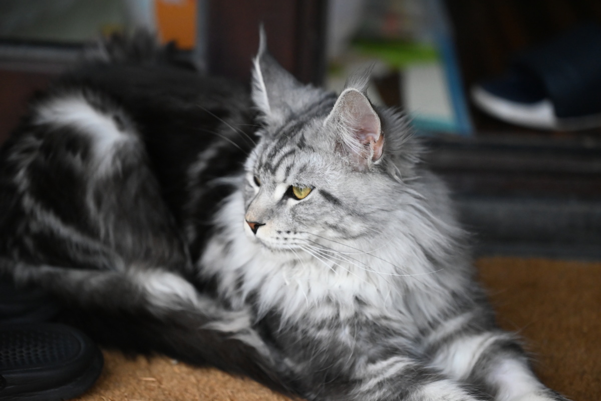 大猫已经送走了留下几张照片