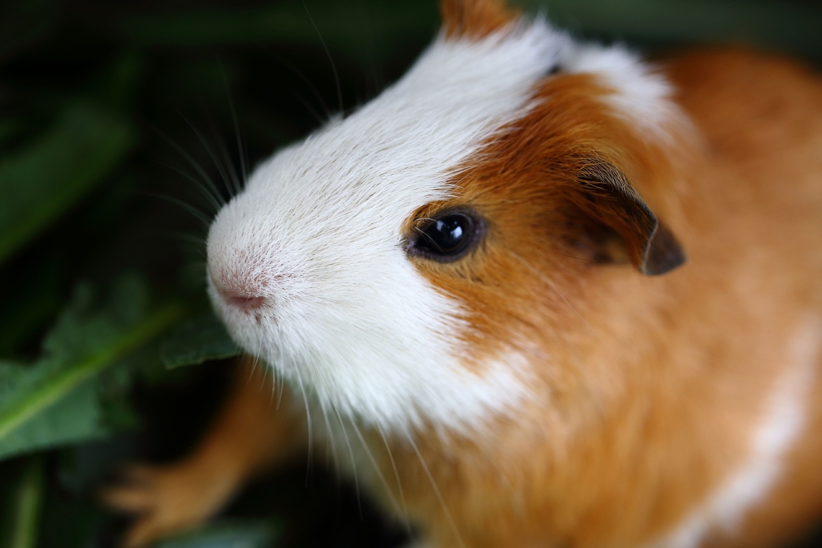 荷兰猪?荷兰兔?