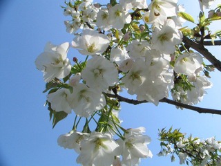 IMG_7505.JPG