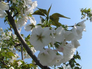 IMG_7506.JPG