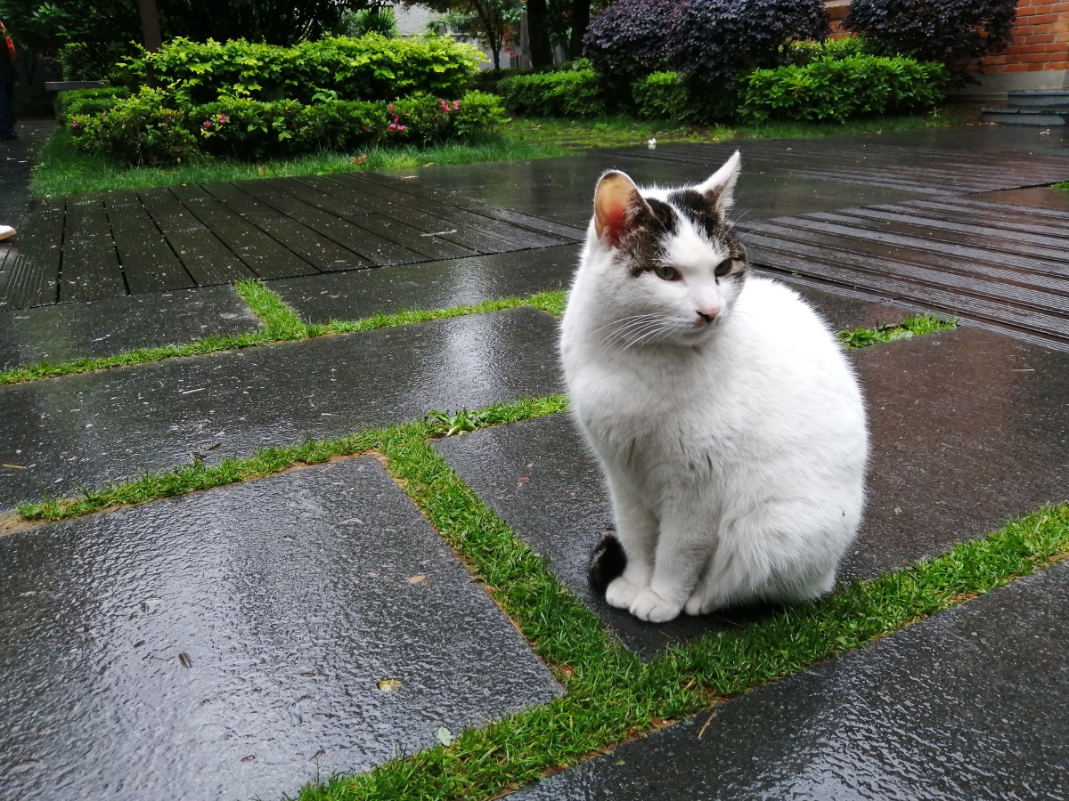 雨天蹲在路边一动不动的猫咪