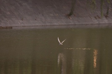 _IGP7407.JPG