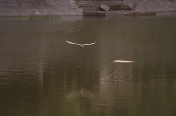 _IGP7410.JPG