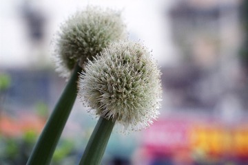 _MG_2365.jpg