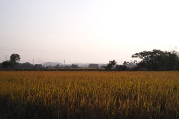 _SDI4198 副本.jpg
