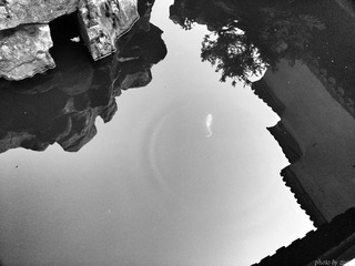 DSC_2249_1
