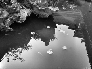 DSC_2252_1