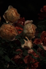 600B99A4-2123-4489-932E-3D34E56A3680/L0/001