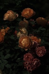 96C4C13A-C641-4899-A010-F4DA8E37C39B/L0/001