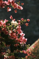971FE8D6-9C2D-41D8-B927-B0F2AD37A201/L0/001