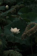 2C1722FE-295A-4A30-9750-A8063F8642C7/L0/001