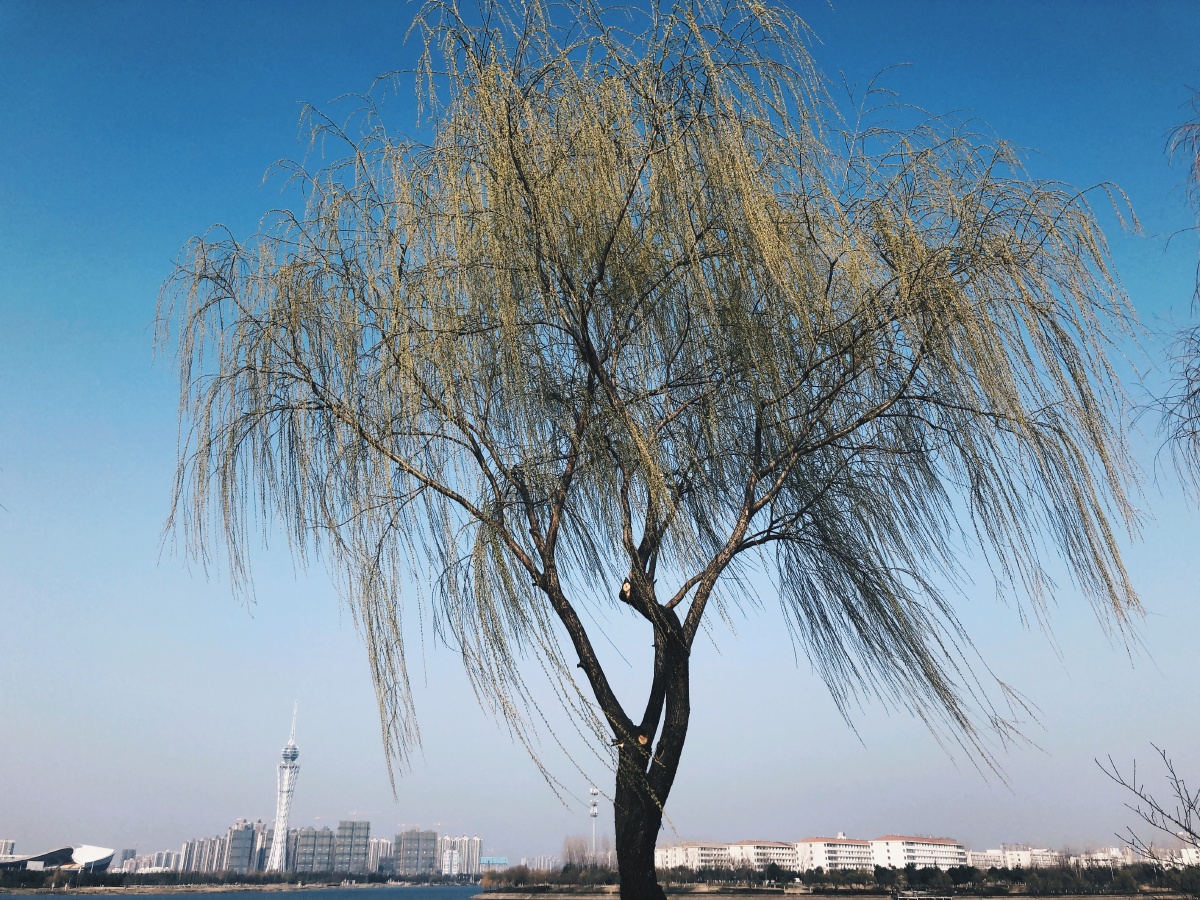 要在风中摇曳站成一棵树