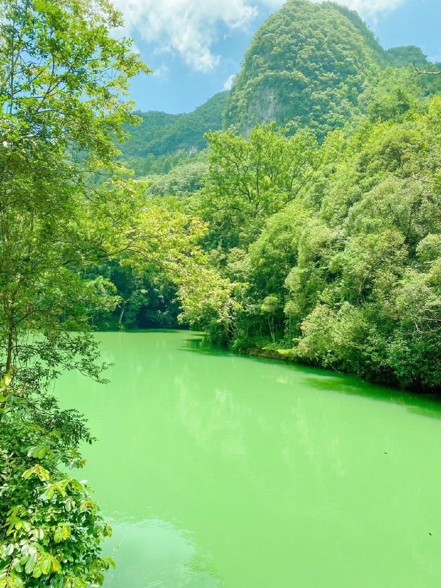 掉进满眼绿色的世界