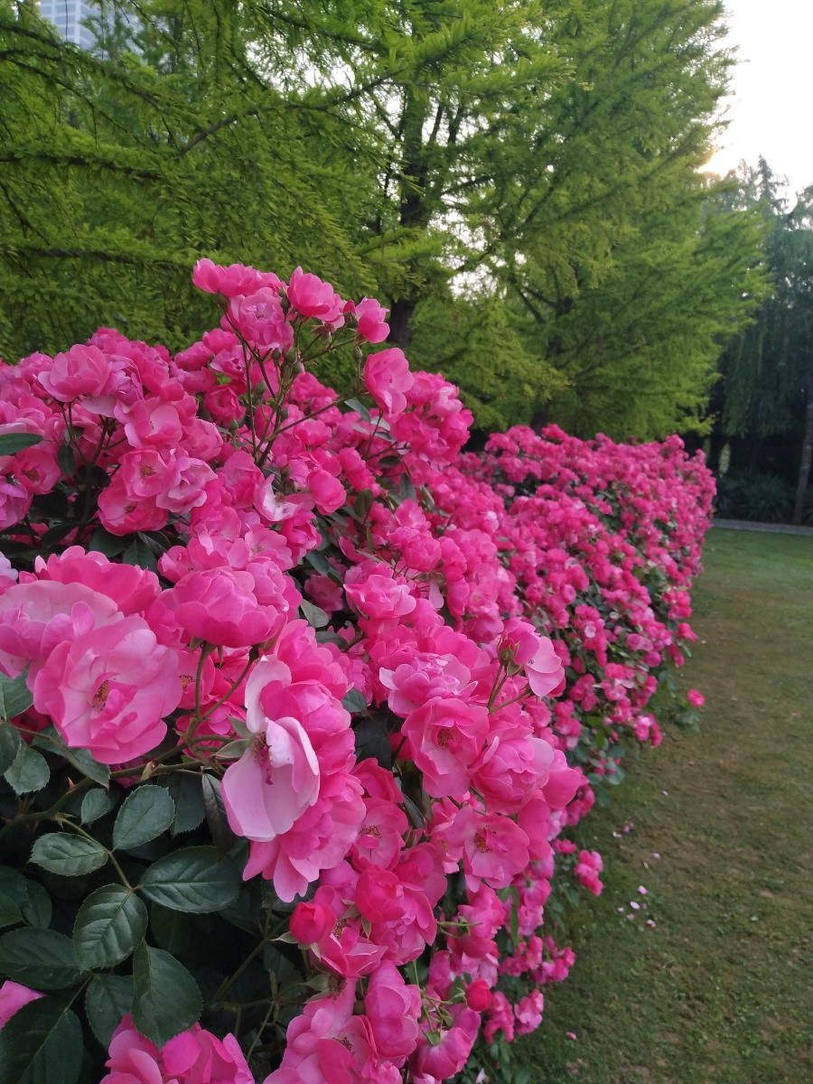 绿叶青青悦目,红花簇簇绽放.