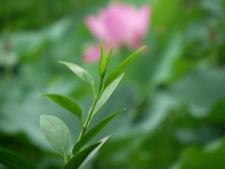 移花接木