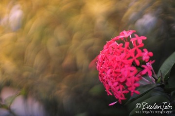 _DSC8209.jpg