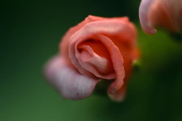 DSC_9019.jpg