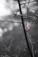 IMG_8001.jpg