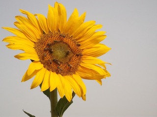 DSCF7048.JPG