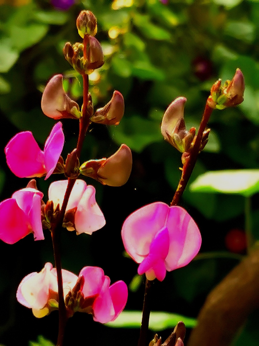 梅豆的花也很漂亮
