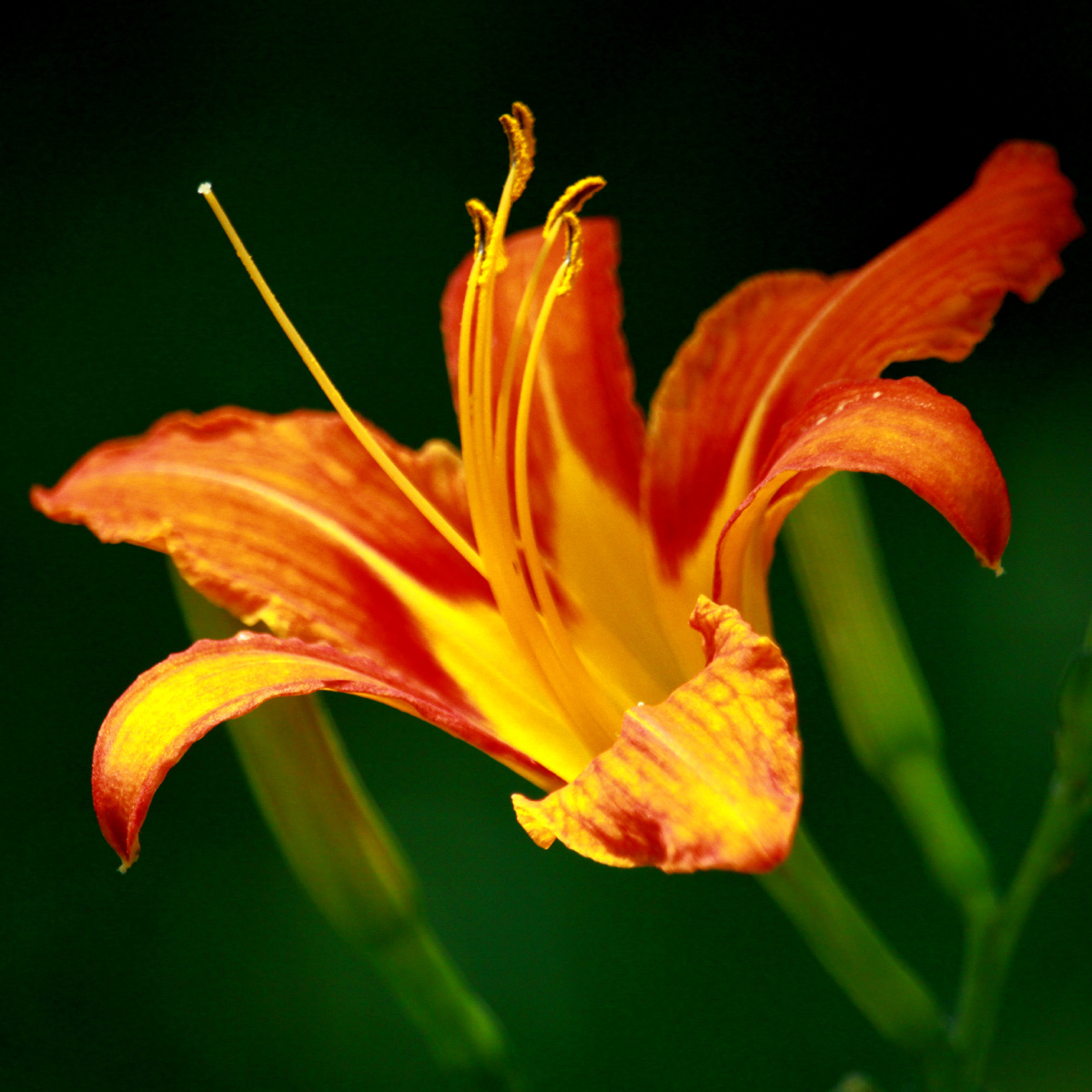 1/135植物花颜色叶子#萱草花卉静物美学青岛随手拍还没有人打赏,快来