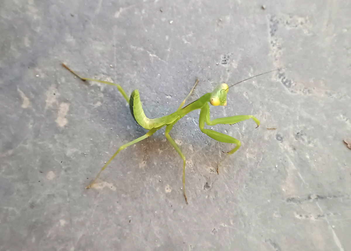 新生儿小螳螂超级迷你黄眼睛小昆虫