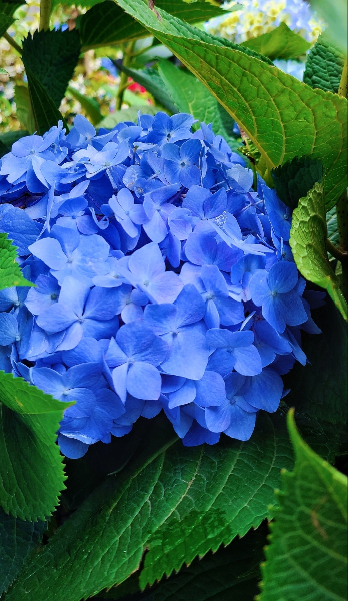 无尽夏 - 风铃声手机摄影 - 图虫