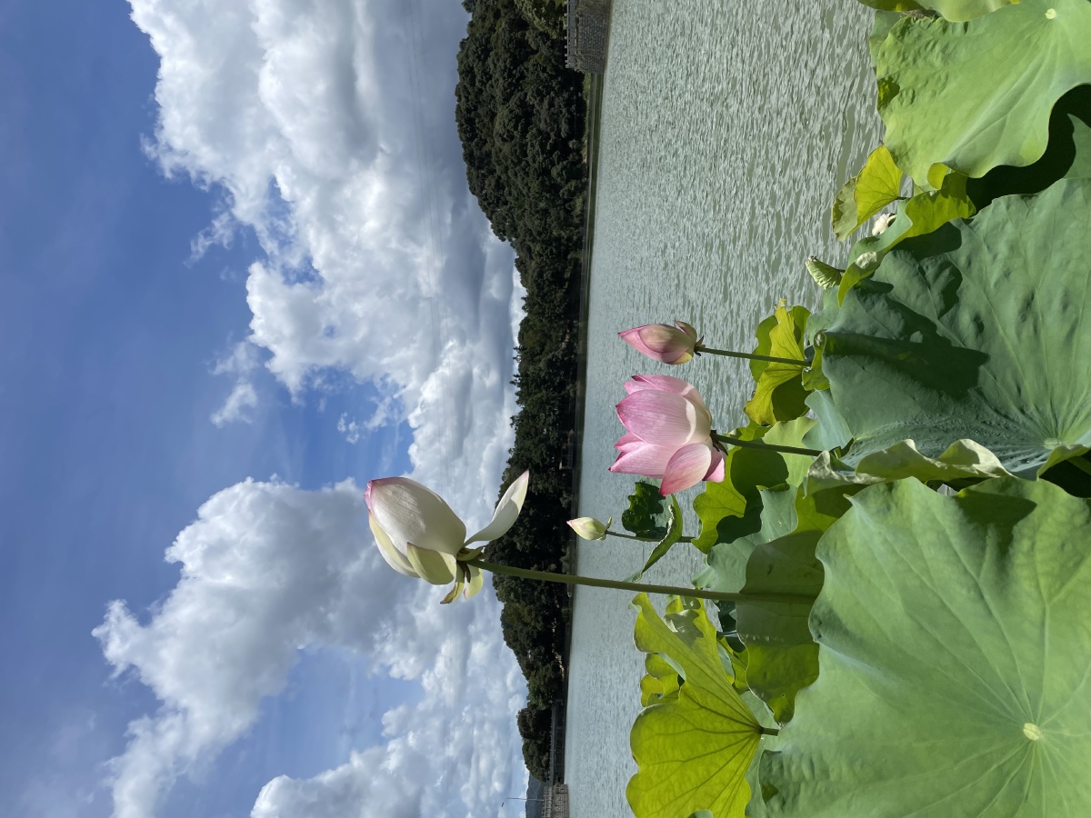夏天的象征荷花