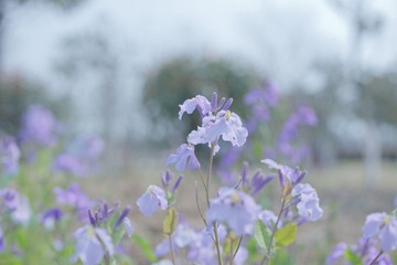 DSC09395-1.jpg