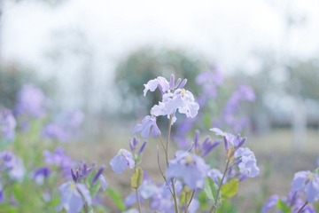DSC09395-1-4.jpg
