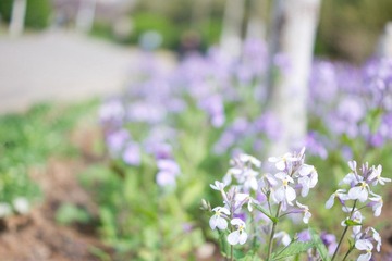DSC09410-1.jpg