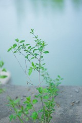 DSC09542-1.jpg