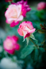 DSC00027.jpg