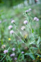 DSC09989.jpg