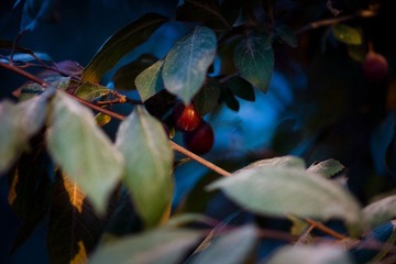 DSC00595-2.jpg