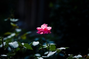 DSC00710.jpg