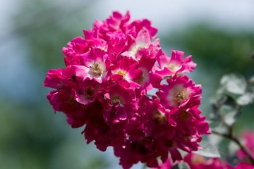 DSC00726.jpg