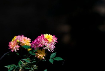 DSC00739.jpg