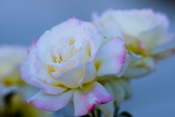 DSC00810.jpg