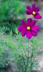 DSC00925-2.jpg