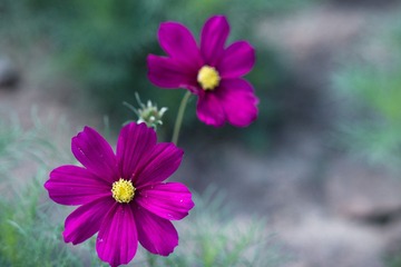 DSC00926-2.jpg
