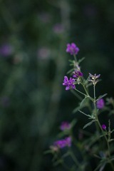 DSC01133.jpg