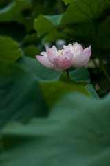 DSC01482.jpg