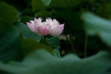 DSC01481.jpg