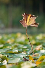 DSC08950-1.jpg
