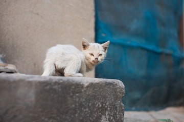DSC04925-1.jpg